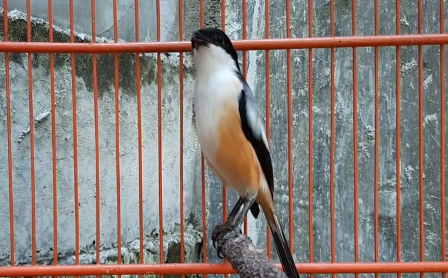 Cara Merawat Burung Cendet